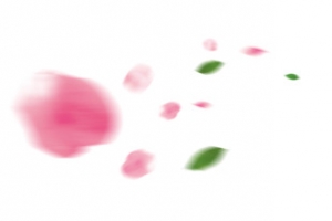 漂浮花瓣