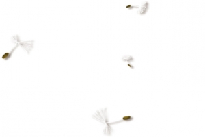 蒲公英漂浮蒲公英