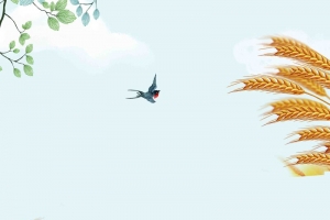 简约二十四节气芒种海报