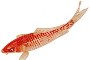 高清手绘小鲤红鱼