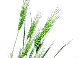绿色小麦