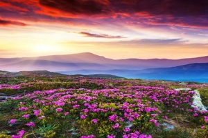 花海背景图