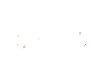 粉色小花朵飘散高清PNG透明漂浮花瓣设计素材免费下载