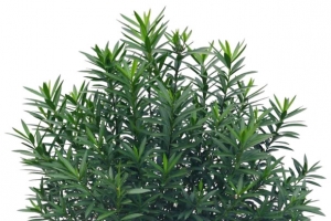 茂盛草丛