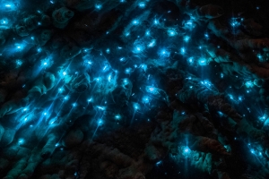蓝色星空萤火虫海报