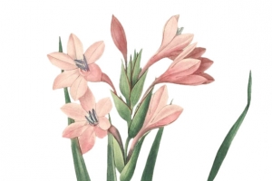 手绘水彩花卉兰花