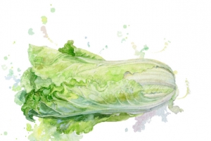 矢量手绘白菜