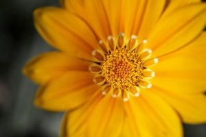  gazania 花 花瓣 黄色 宏观 4k壁纸 3840x2160