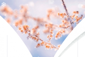 冬季小雪树枝柿子雪花二十四节气