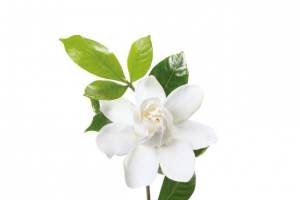 春天栀子花植物素材