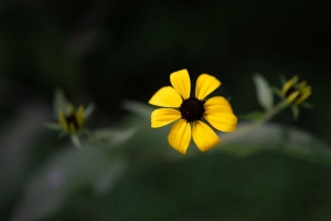  rudbeckia 花 黄色 花瓣 微距 模糊 4k壁纸 3840x2160