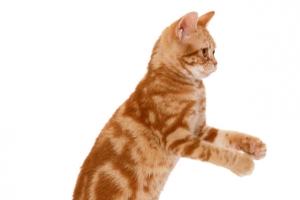 可爱猫咪