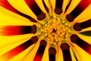 花 花瓣 花粉 黄色 宏观 4k壁纸 3840x2160