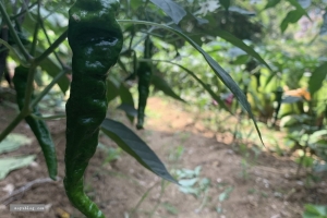 （随拍）院子里的各种蔬菜成熟啦