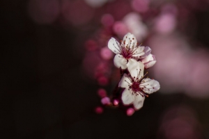 樱花 花 bokeh 4k壁纸 3840x2160