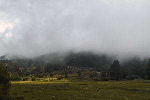 草 草地 树木 雾 风景 4k壁纸 3840x2160