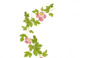 漂浮绿叶花朵png素材