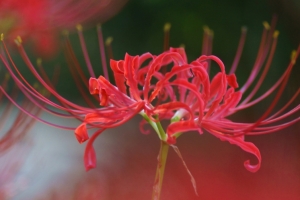 彼岸花3440x1440高清壁纸