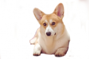 短腿犬柯基