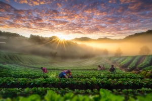 夕阳下采茶的人群