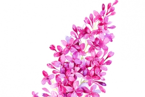 水彩麦穗花