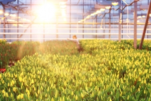 蔬菜背景阳光