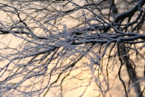 树 树枝 雪 冬天 黄昏 自然 4k壁纸 3840x2160