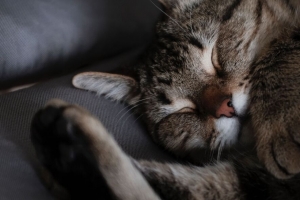 猫 睡眠 枪口 条纹 4k壁纸 3840x2160
