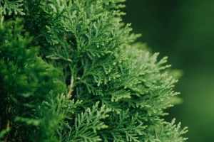  thuja 植物 针 绿色 4k壁纸 3840x2160