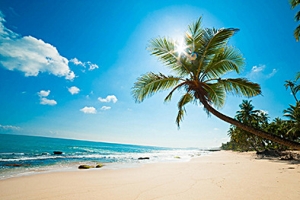 夏日椰树创意海滩高清PNG透明背景设计素材免费下载