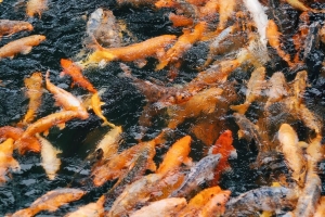 中国鲤鱼 鲤鱼 鱼 水 4k壁纸 3840x2160