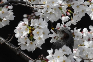 球茎 鸟 花 树枝 4k壁纸 3840x2160