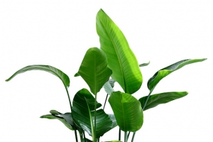 绿植植物室内装饰盆栽