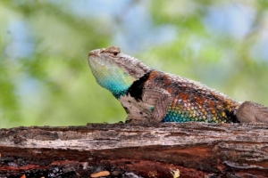  agama 蜥蜴 爬行动物 木 4k壁纸 3840x2160