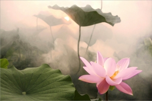 唯美清晨荷花海报背景模板