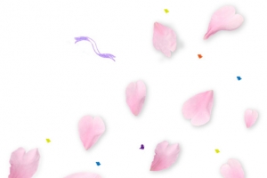 白色花瓣 白纸 蓝色丝带png素材