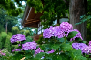 紫色的绣球花，水滴