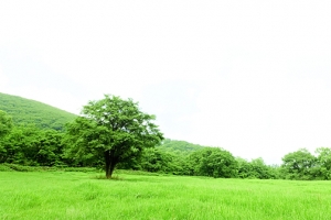 青山背景