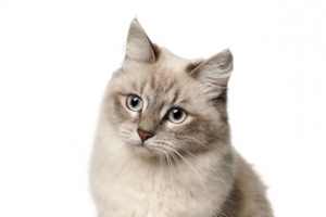 可爱的小猫咪宠物猫