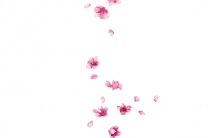 飘落的梅花