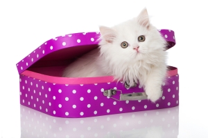 白色小猫,紫色箱子,可爱白猫图片