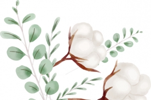 手绘棉花