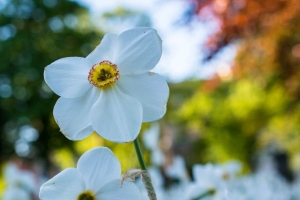 水仙花 花 白色 花瓣 4k壁纸 3840x2160