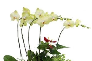 蝴蝶兰红掌组合盆栽