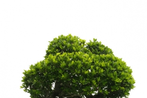 绿色草地坚挺树木