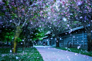 加拿大米西索加谷公园Kariya Park 4k风景壁纸