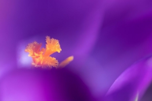 花 花粉 花瓣 宏 紫色 4k壁纸 3840x2160