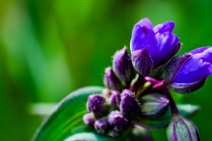  tradescantia 花 芽 花瓣 宏观 4k壁纸 3840x2160