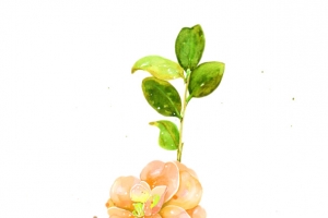 月季