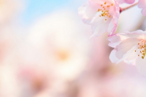 花卉背景图